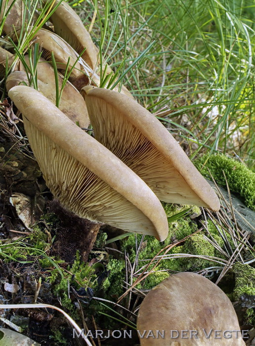 Zwartvoetkrulzoom - Tapinella atrotomentosa